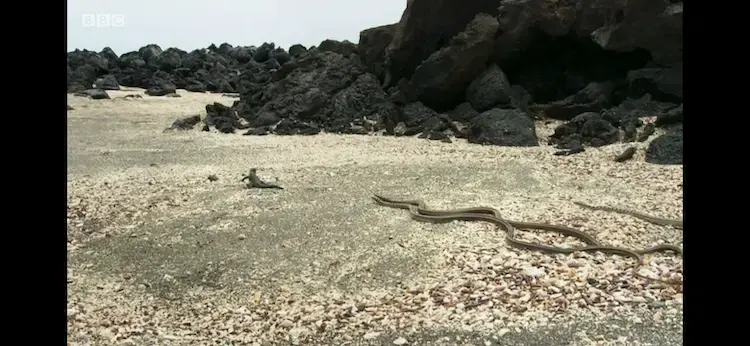 Western Galápagos racer (Pseudalsophis occidentalis) as shown in Planet Earth II - Islands